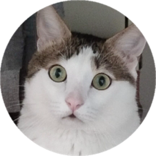 PaşaKedi#Cat